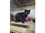 Adopt Ivy a Domestic Short Hair