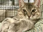 Adopt Mia a Tortoiseshell Domestic Shorthair (short coat) cat in Lago Vista