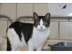 Adopt Fabio a Gray, Blue or Silver Tabby Domestic Shorthair (short coat) cat in