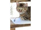 Adopt Moki Rose a Tortoiseshell Domestic Shorthair (short coat) cat in Lago