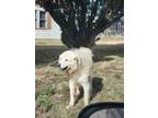 Adopt Buddy a White Great Pyrenees / Mixed Breed (Medium) dog in Crosbyton
