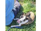 Adopt Meshach a Brown/Chocolate - with White Australian Shepherd / Blue Heeler /