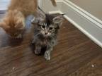 Black Tortie Maine Coon