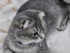 Ellite British Chinchilla Kittens