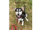 Adopt Baylee a Husky, Mixed Breed
