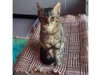 Adopt Chelsea a Domestic Short Hair