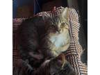 Adopt Jill a Domestic Short Hair
