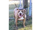 Adopt Rapunzel a Pit Bull Terrier, Labrador Retriever