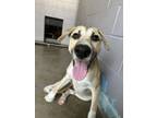 Adopt Bless Your Heart a Black Mouth Cur, Mixed Breed
