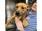 Adopt Annie Claire a Pit Bull Terrier