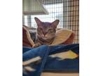 Adopt Isabela a Domestic Short Hair
