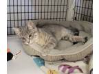 Adopt Orca a Domestic Short Hair