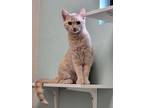 Adopt Dandelion a Domestic Short Hair