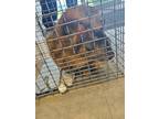 Adopt Jamey a Domestic Short Hair