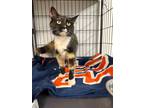 Adopt Buckley a Domestic Medium Hair