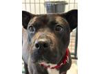 Adopt Annie Oakley a Pit Bull Terrier