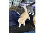 Adopt Eloise a Domestic Long Hair