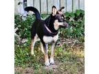 Adopt Carla--Smart and Beautiful! a Australian Kelpie, Australian Shepherd