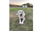 Adopt Penelope a Great Pyrenees