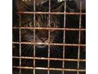 Adopt Tinkerbell a Domestic Short Hair