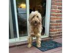 Adopt LMAO a Golden Retriever, Standard Poodle