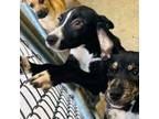 Adopt 19142 Harley a Border Collie