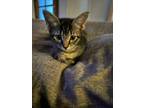 Adopt Shadow a Domestic Short Hair, Tabby