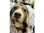 Adopt Delta Ray (Wiggle Butt) - ADOPTED! a American Staffordshire Terrier