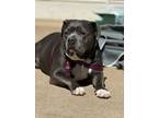 Adopt Luna a American Staffordshire Terrier