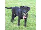 Adopt Cereal Litter - Trix a Shepherd, Australian Cattle Dog / Blue Heeler