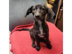 Adopt Rinna a Plott Hound, Mixed Breed