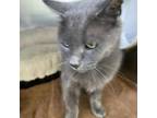 Adopt Layla a American Shorthair