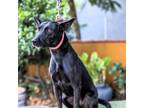 Adopt Greta (Negrita) a Black Labrador Retriever, Dutch Shepherd