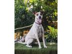 Adopt Nikyta a English Pointer, Jack Russell Terrier