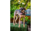 Adopt Tribilina a Australian Kelpie, Catahoula Leopard Dog