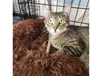 Adopt Teegra a Domestic Short Hair, Tabby