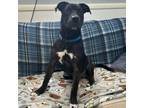 Adopt Chop a Boxer