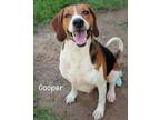 Adopt Cooper a Treeing Walker Coonhound