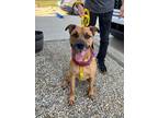 Adopt Rascal a Mountain Cur, Pit Bull Terrier