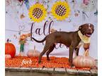 Adopt FORK a Pit Bull Terrier