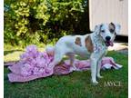 Adopt JAYCE a Pit Bull Terrier, Mixed Breed