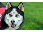 Adopt Mint Chip a Siberian Husky