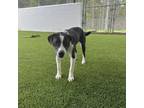 Adopt Bailey a Labrador Retriever