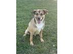 Adopt Buddy a Terrier