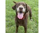 Adopt Roosevelt a Labrador Retriever