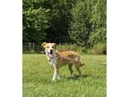 Adopt Simon a Mixed Breed