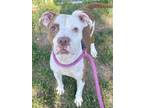 Adopt Rick a Pit Bull Terrier, Mixed Breed