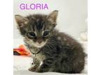 Adopt Gloria a Domestic Short Hair