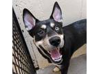 Adopt Baki a Shepherd, Husky