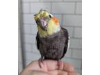 Adopt Mitchell a Cockatiel